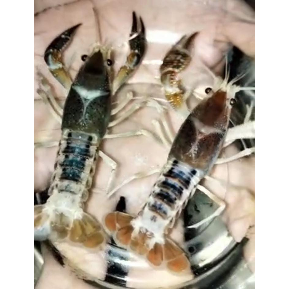 Dekorasi Aquarium (Sepasang Lobster Hias Ghost Clarky)