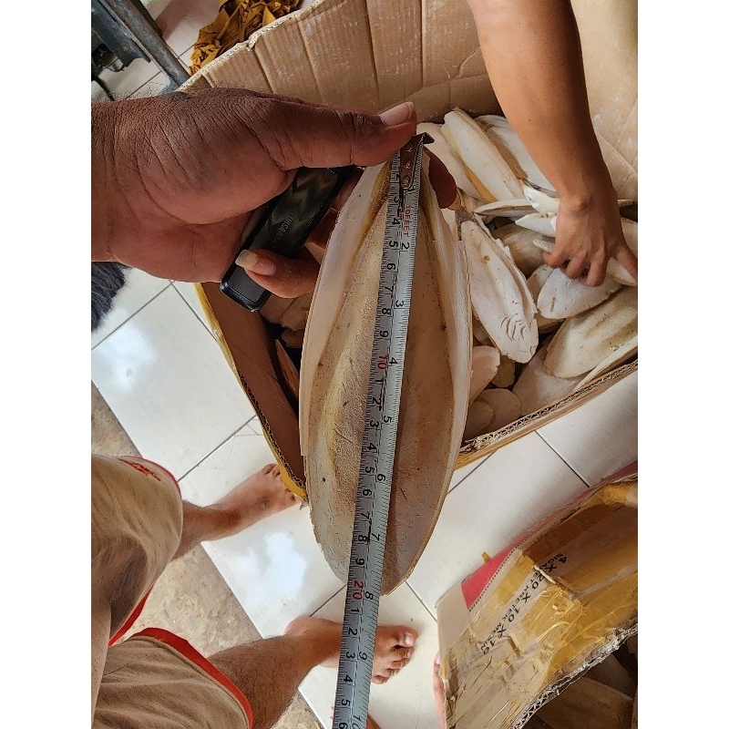 Tulang sotong size 20 - 22cm