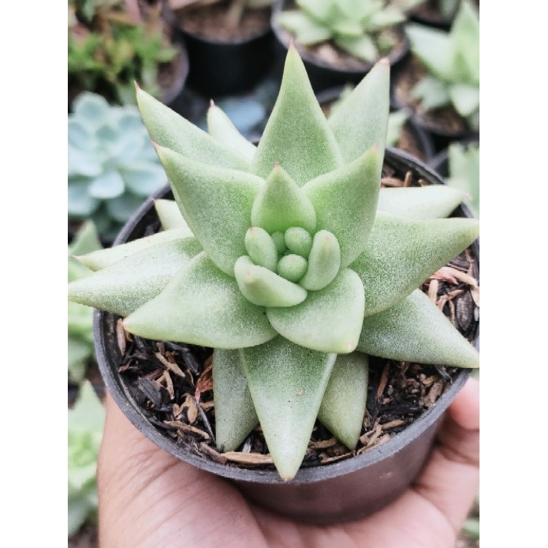 Sekulen agavoides Aquamarine