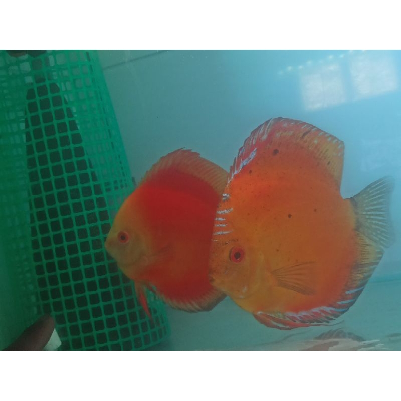 Discus Pair (Proven)