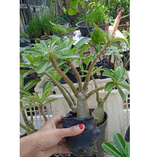Tanaman Adenium / Kamboja Jepang Warna Pink/Putih