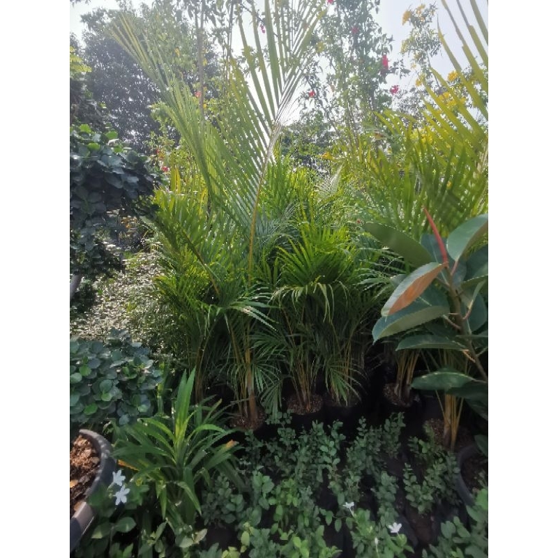 Tanaman Pohon Palem kuning Palm Kuning indoor outdoor JUMBO GEDE BESAR