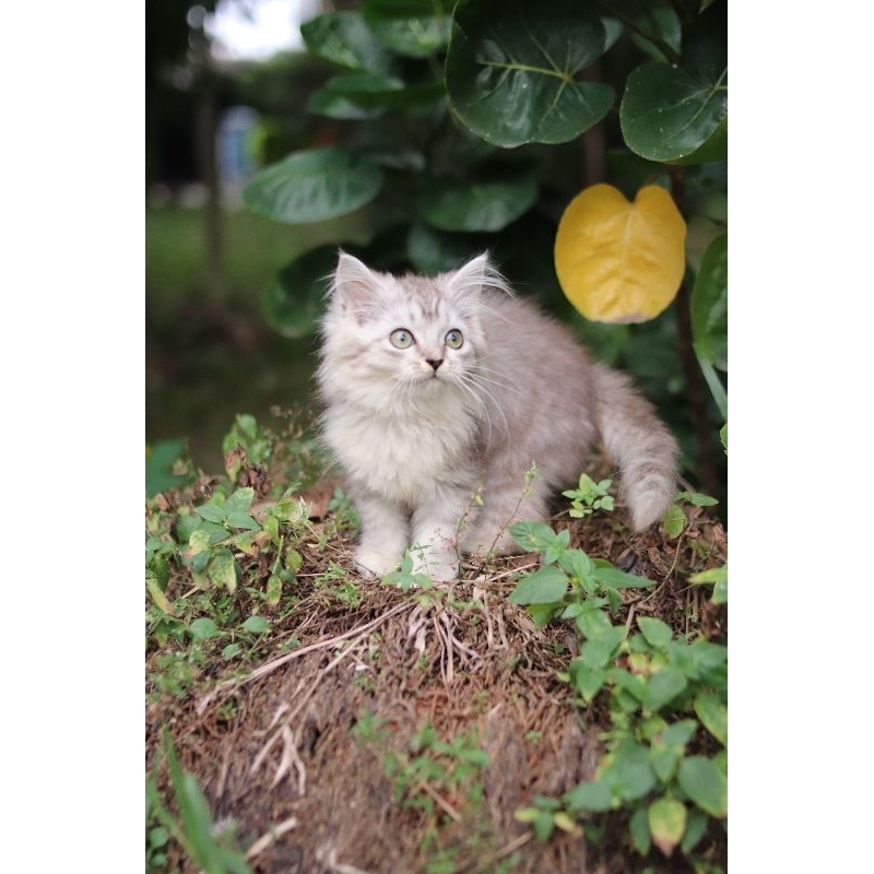 kucing mainecoon betina lucu