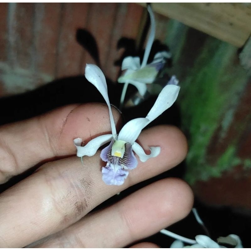 dendrobium lineale white keki junggel