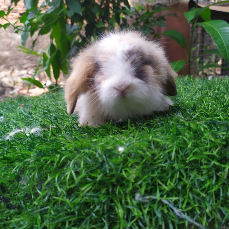 Kelinci Hias Fuzzy Lop