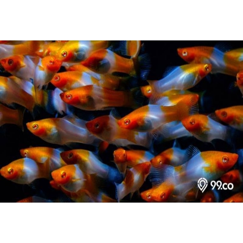 HIASAN AQUARIUM PLATY KOHAKU MATA MERAH ISI 10-20