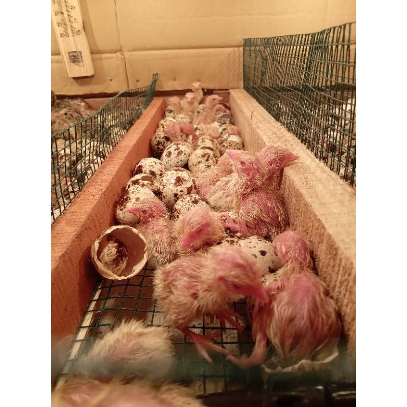 telur puyuh fertil albino mata merah [paket 50 butir] bisa di tetaskan/untuk di tetaskan 100% dapat 