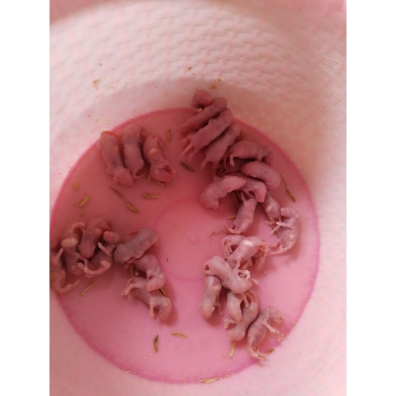 pakan reptile tikus putih pinkies (Asf) African soft fur