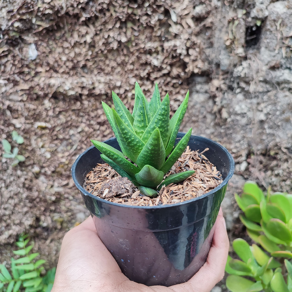 Haworthia Astroloba | DP 10 Cm | Haworthia