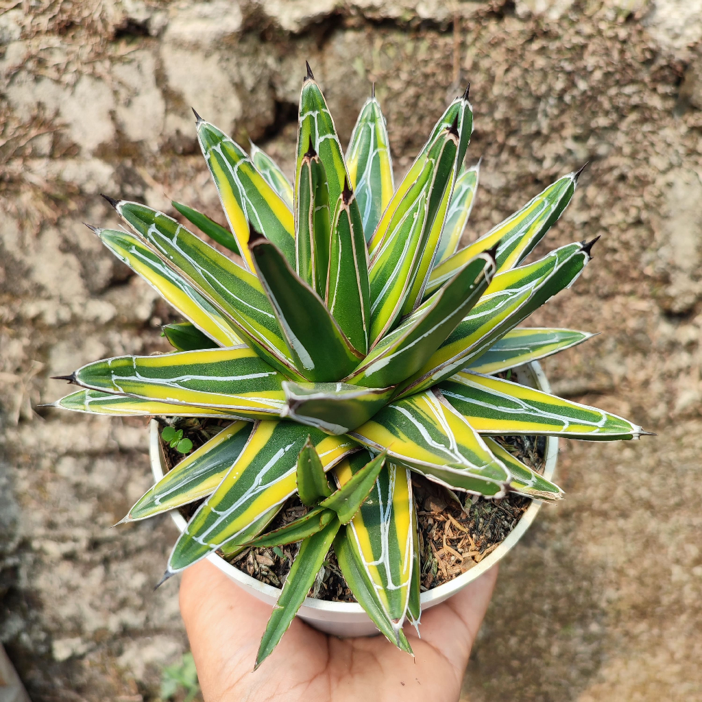 Agave Victoria Variegated Yellow | DP 15 Cm | Agave