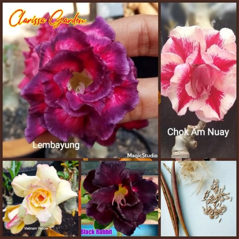 1 BUTIR BIJI/BENIH BUNGA ADENIUM TUMPUK HYBRID (WARNA RANDOM)