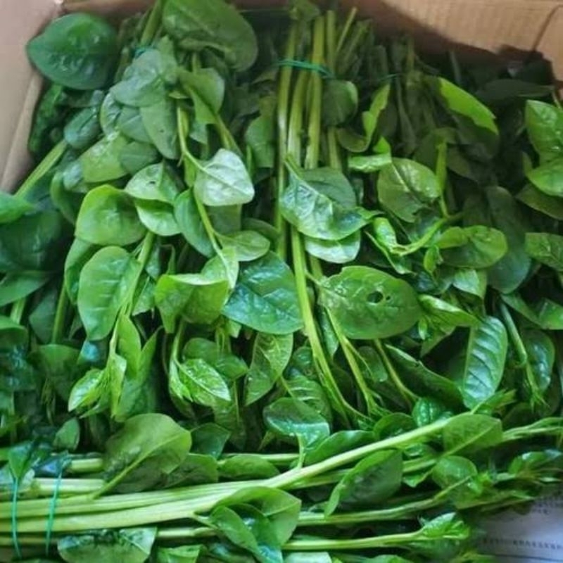 

Daun Raja Organik 200 gr