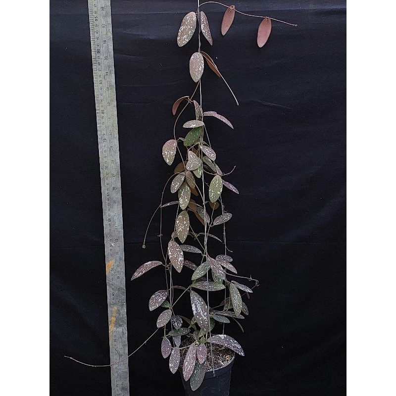 Hoya sigillatis splash