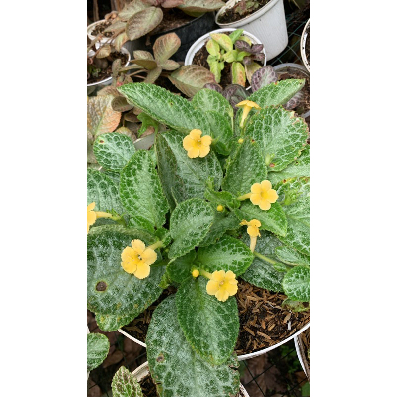 Episcia that yellow bird (bunga kuning)
