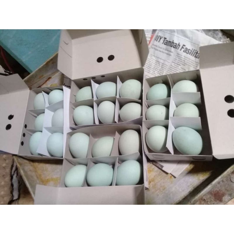 

Telor Asin Asli Brebes