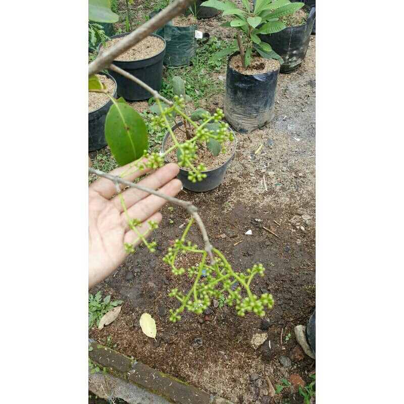 bibit juwet putih berbunga