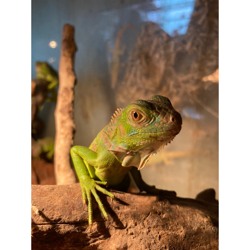 Green iguana