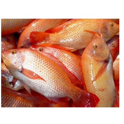 

IKAN NILA MERAH FRESH 1000 GRAM - HIDUP
