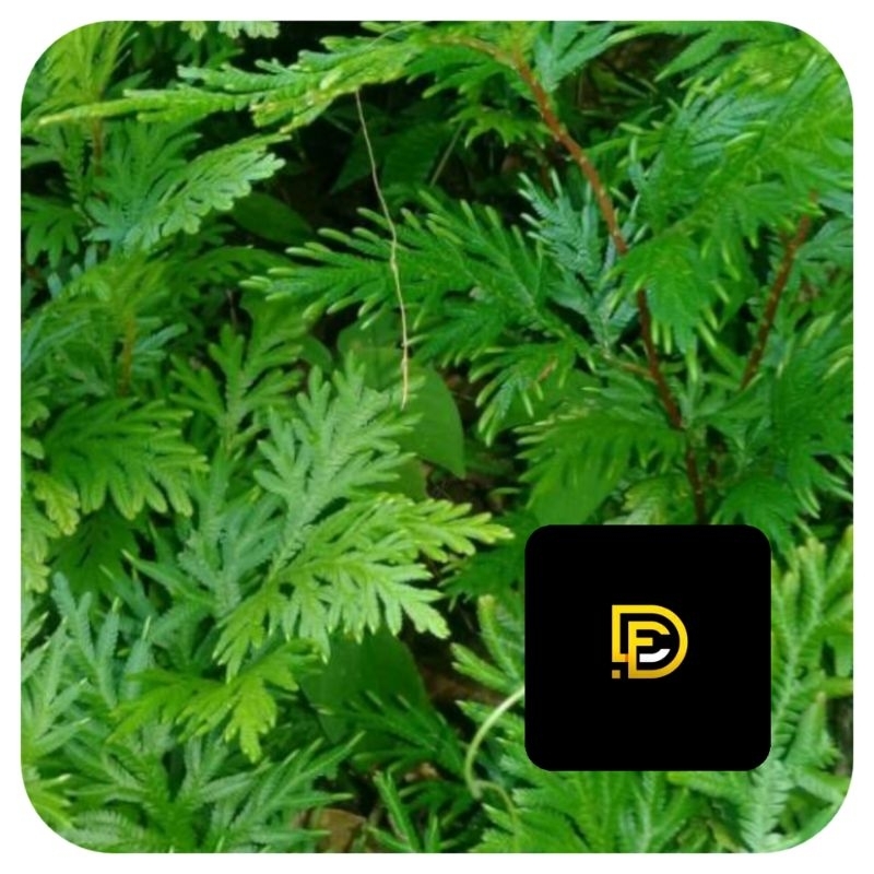 

Daun cakar ayam daun ceker ayam segar 1 kg-az