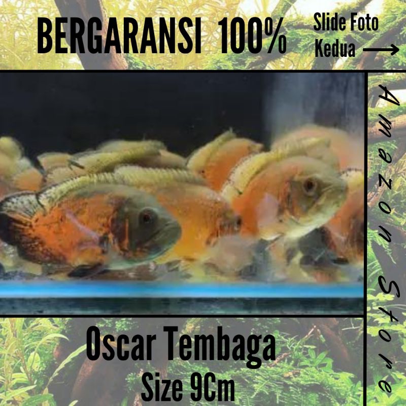 Ikan Oscar Tembaga Size 9Cm