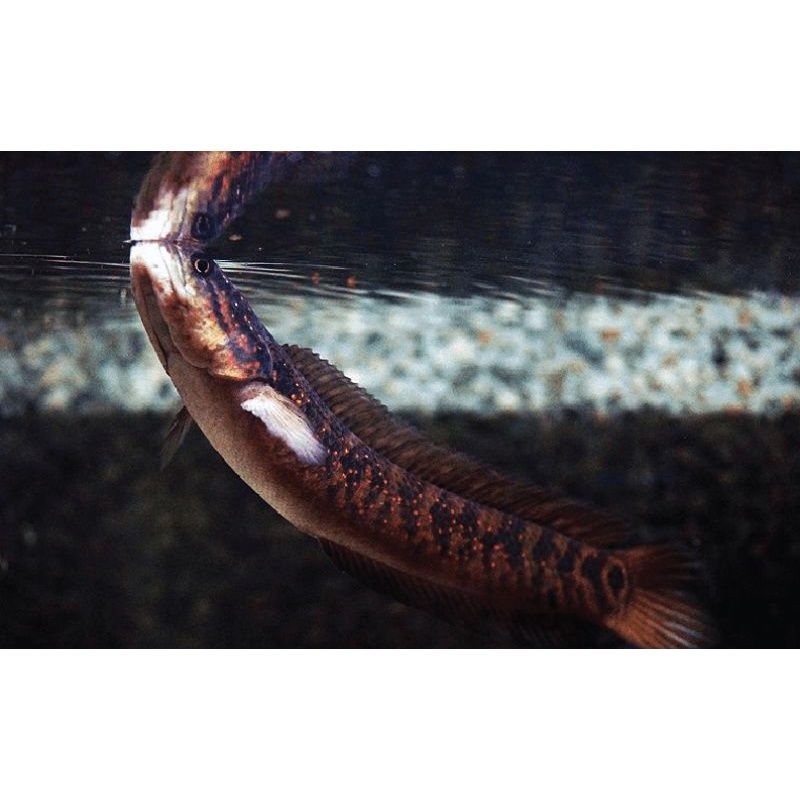 FarhanFish Asiatica RSP(RED SPOT) bahan sortiran terbaik BISA COD