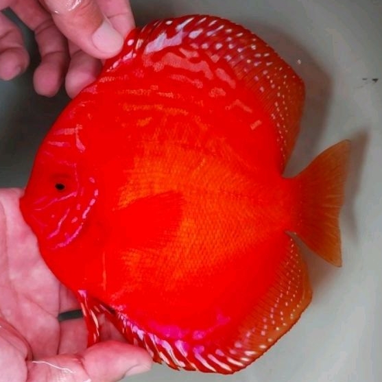 Ikan Discus Red Marlboro Size 4 inch