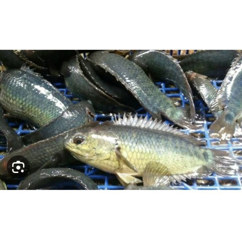 ikan betok/betik sawah size 7-12 cm harga per 10