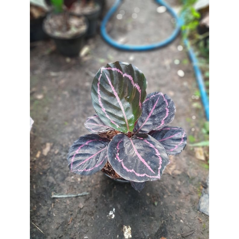 calathea black lipstick