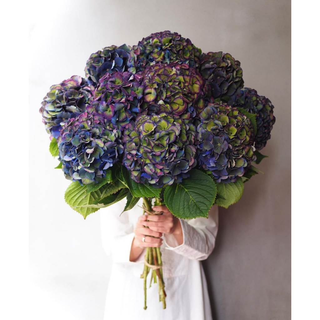 50 Benih Biji Bunga Hydrangea Import Ikigai