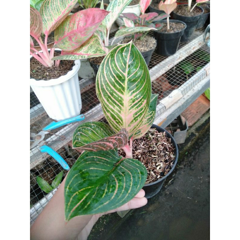 aglonema baby kresna