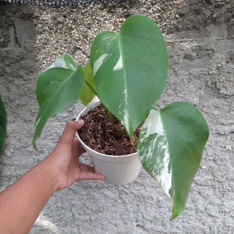monstera variegata marble