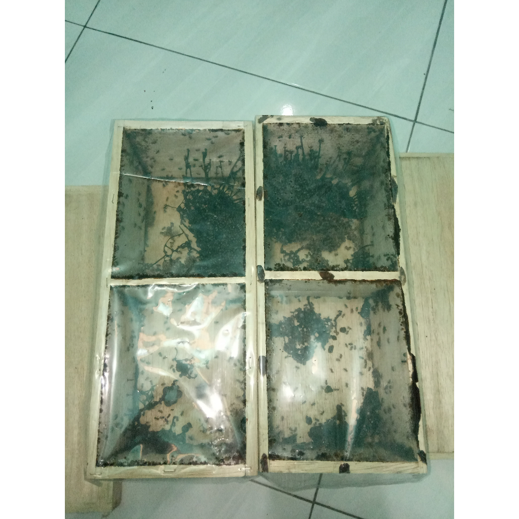 Koloni klanceng Disceri Drescery Drescery Dreschery jenis lebah Lanceng Koloni Tanpa Sengat