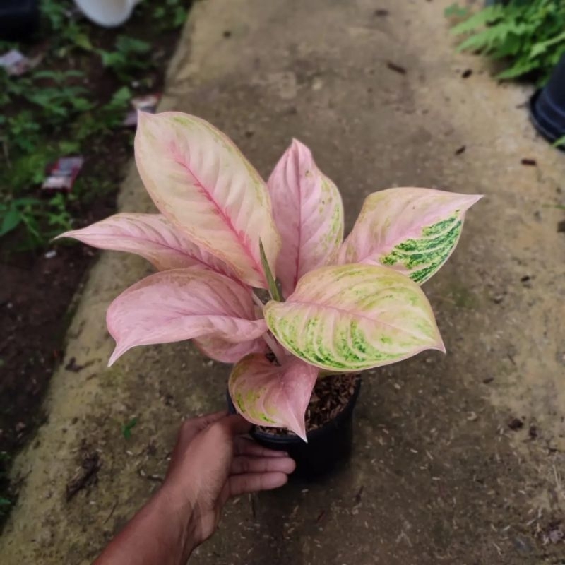 aglaonema Obama mutasi