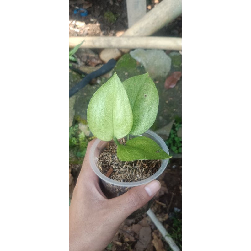 Scindapsus variegata mint