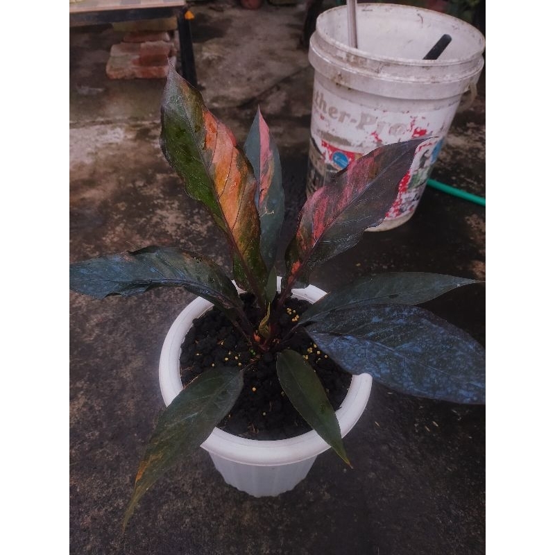 Anthurium hokeri pink red blood