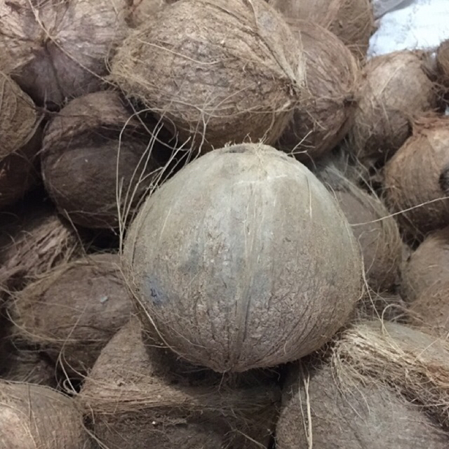 Kelapa tua super kelapa tua bahan Santan