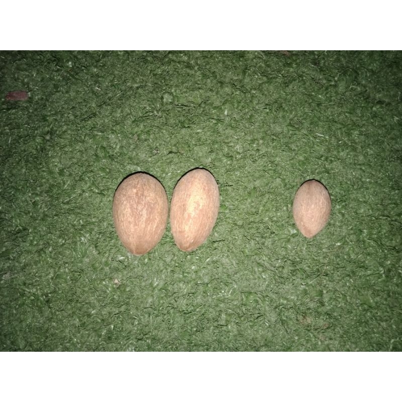 

Buah Bunut (BUAH BESAR)