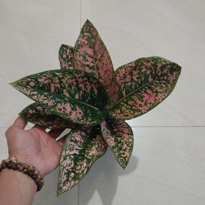 aglonema Ruby Kompakta / compakta lokal