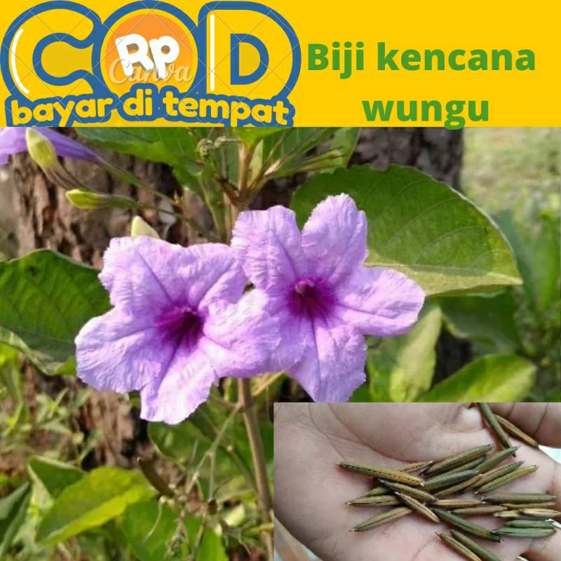 

biji bunga kencana Wungu/pletekan harga perpolong