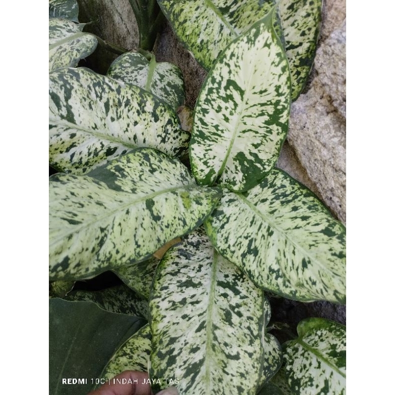 tanaman hias murah/diven lukisan cinta/aglonema/srirejeki