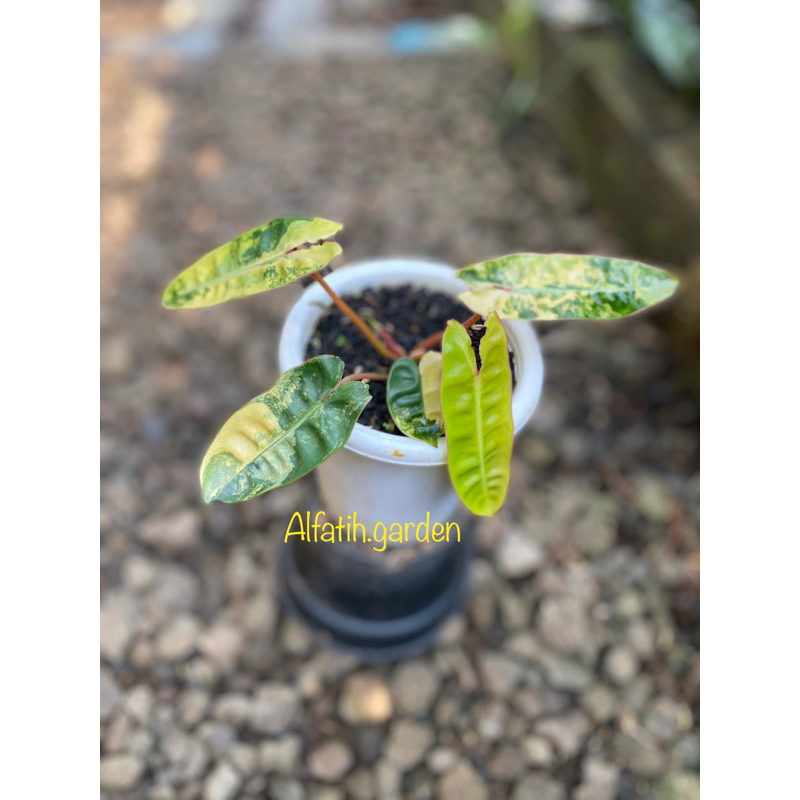 philodendron billietiae varigata