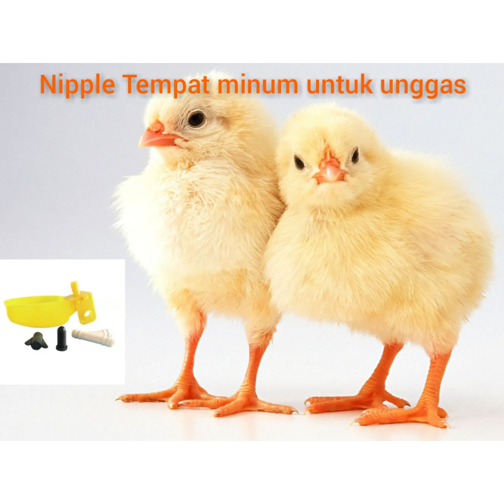 Nipple Nipel Puyuh Ayam Otomatis  Nipel Nepel Niplle P1 Mangkok Tempat Minum Puyuh Ayam Nipel Drinkler Air Mati Saat Penuh