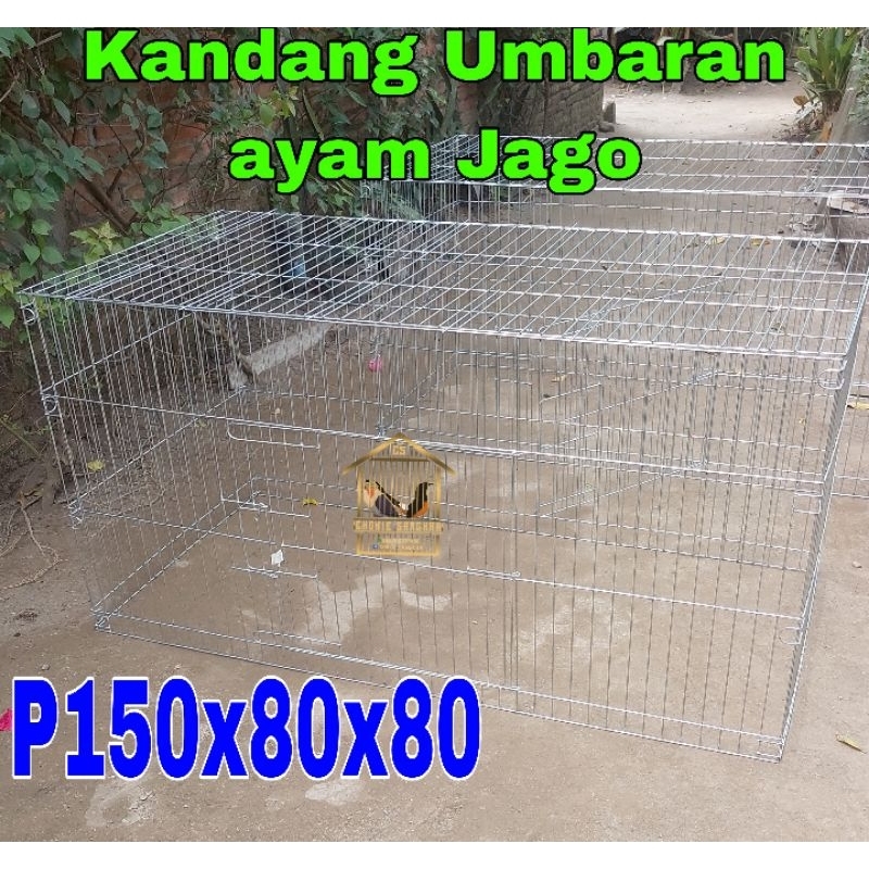 Kandang Umbaran ayam bangkok