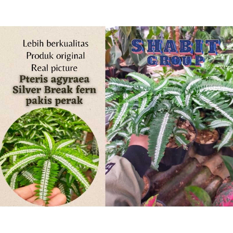 BISA COD tanaman hias pteris agyraea tanaman hias pakis perak silver break fern tanaman hias pakis p