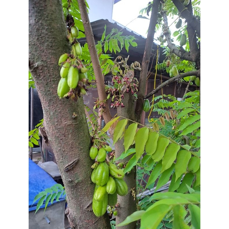 

Belimbing tunjuk / belimbing wuluh fresh