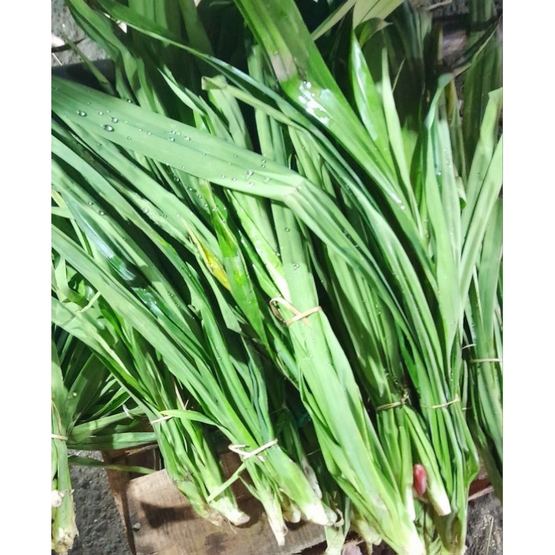 

Daun pandan 1 ikat