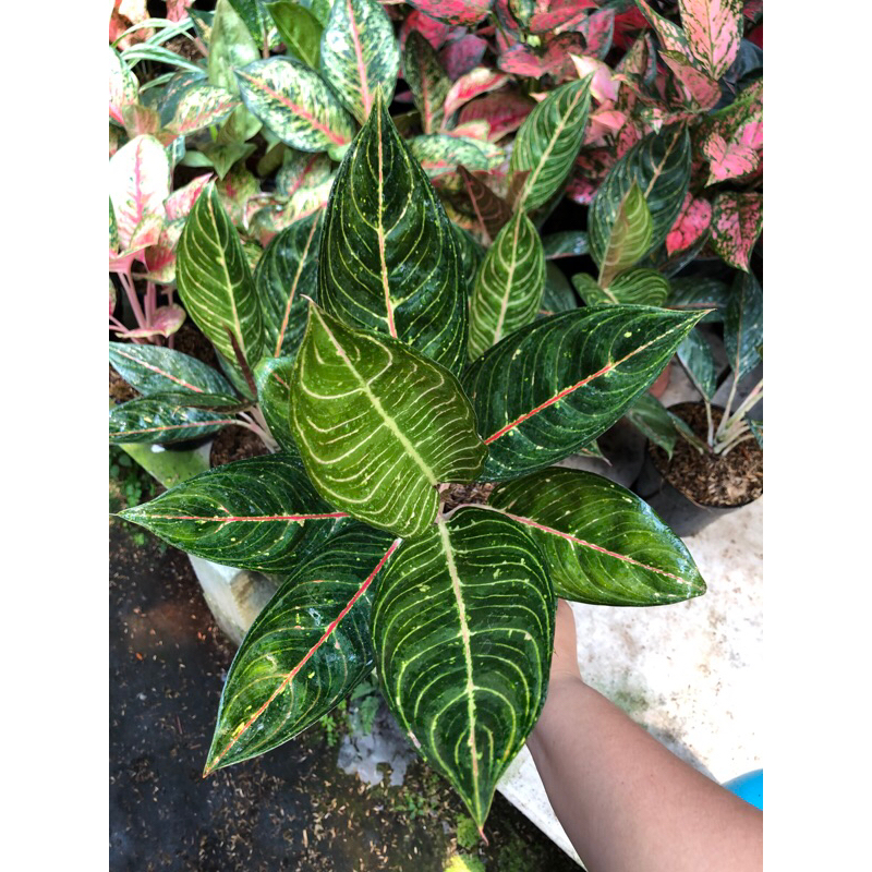 Aglaonema black diana