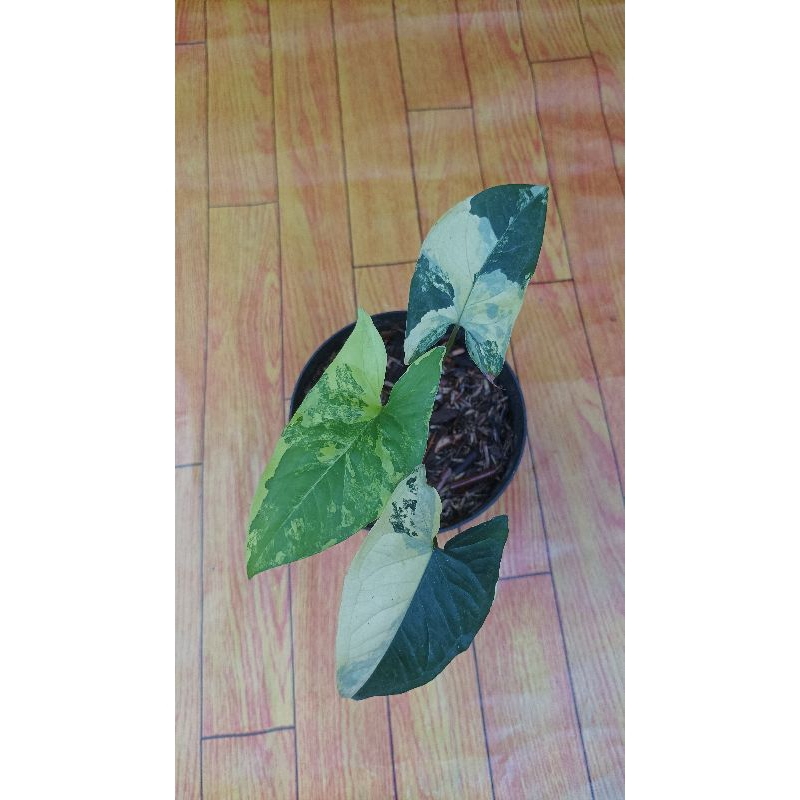 syngonium var yellow