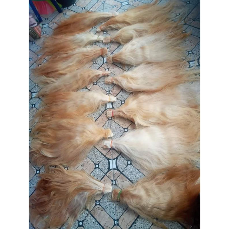 Ekor sapi super paket hemat buat 1 kuda lumping per ikat isi 7 biji