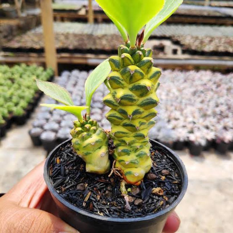 KAKTUS MONADENIUM HIJAU & VARIGATA / Tanaman kaktus / pot kaktus / kaktus ownroot / kaktus potelan /